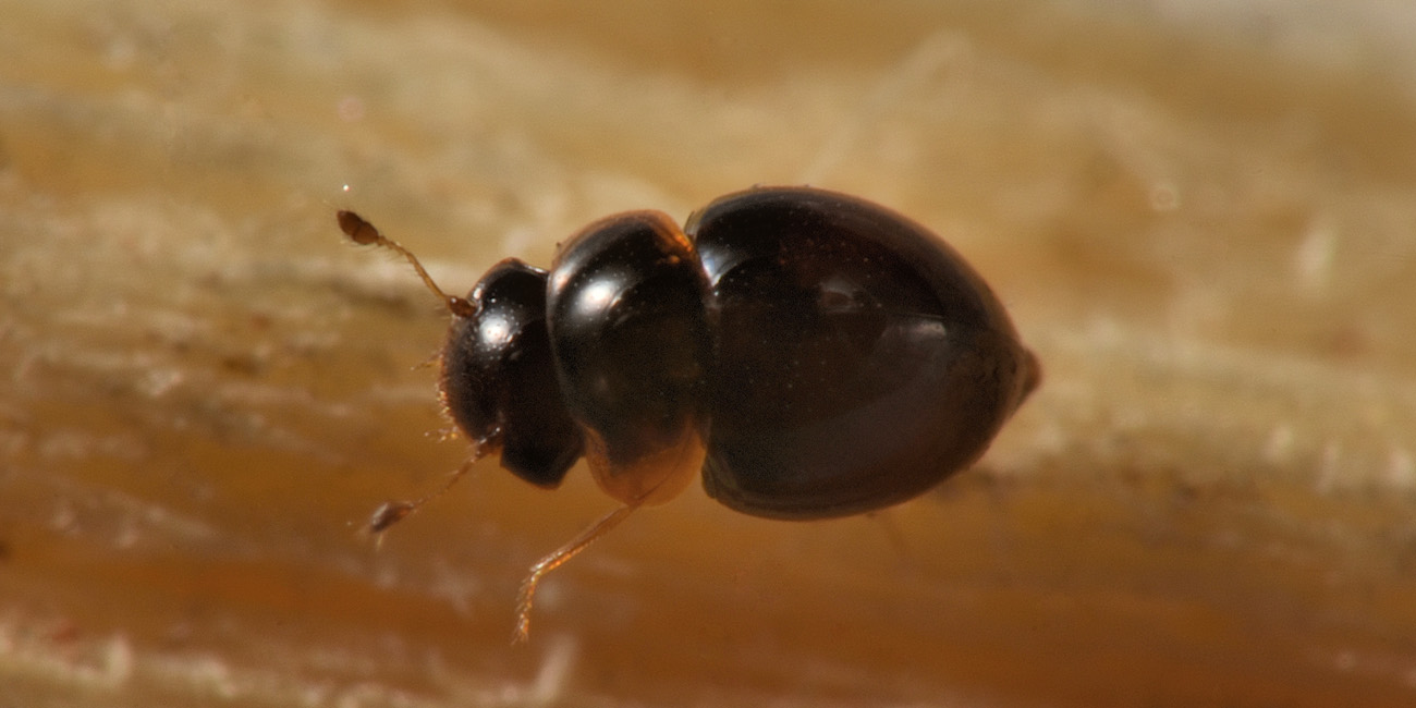 Clambidae: Clambus sp? S.